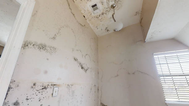 Best Forensic Mold Investigation  in Soda Springs, ID