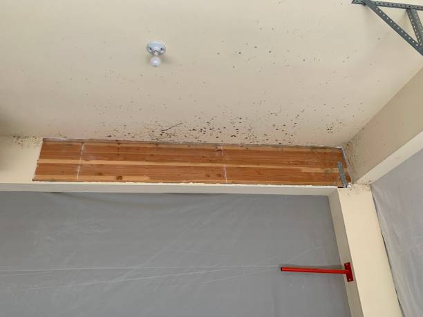 Soda Springs, ID Mold Inspection, Removal & Remediation Company